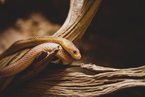 十味敗毒湯の効果出るまでの期間はどのくらい？