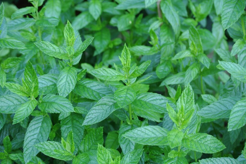 ミントティーが肌荒れに効果的な理由とは？
