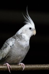 亜鉛がにきび改善に効果的な理由とは？