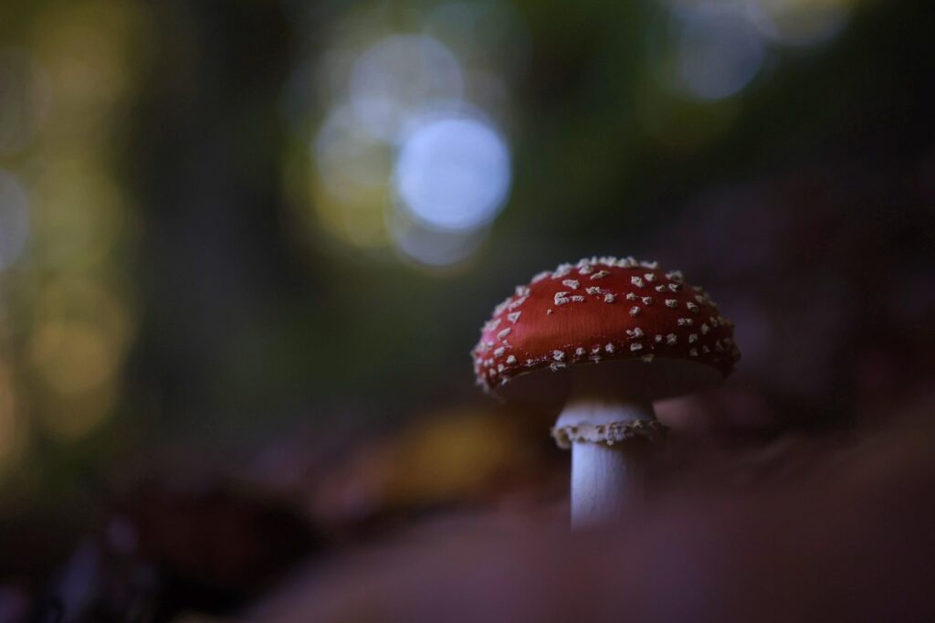 十味敗毒湯の効果はいつまで出るのか？