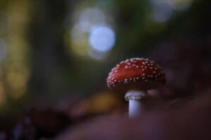 十味敗毒湯の効果はいつまで出るのか？