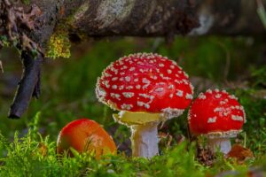 十味敗毒湯は本当にすごいのか？その効果を徹底検証！