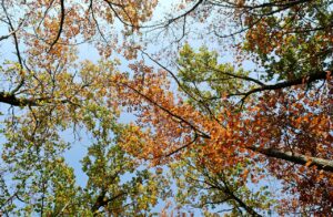 鉄分を摂りすぎるとニキビが増える理由は？