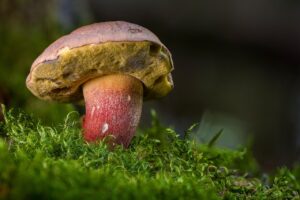 繰り返すニキビを防ぐために体内ケアで食べない方がいいものは？