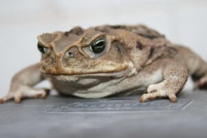 繰り返すニキビと腸内環境の関係が肌荒れに与える影響は？