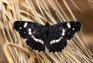 繰り返すニキビを改善する腸内環境と食物繊維量の目安は？