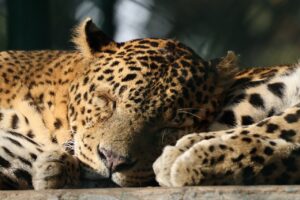 繰り返すニキビを防ぐための睡眠と昼寝の取り方は？
