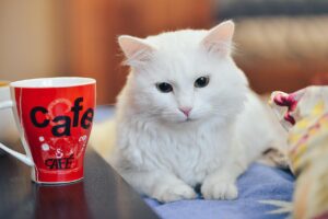 飲み会前後の繰り返すニキビを体内ケアで立て直す方法は？