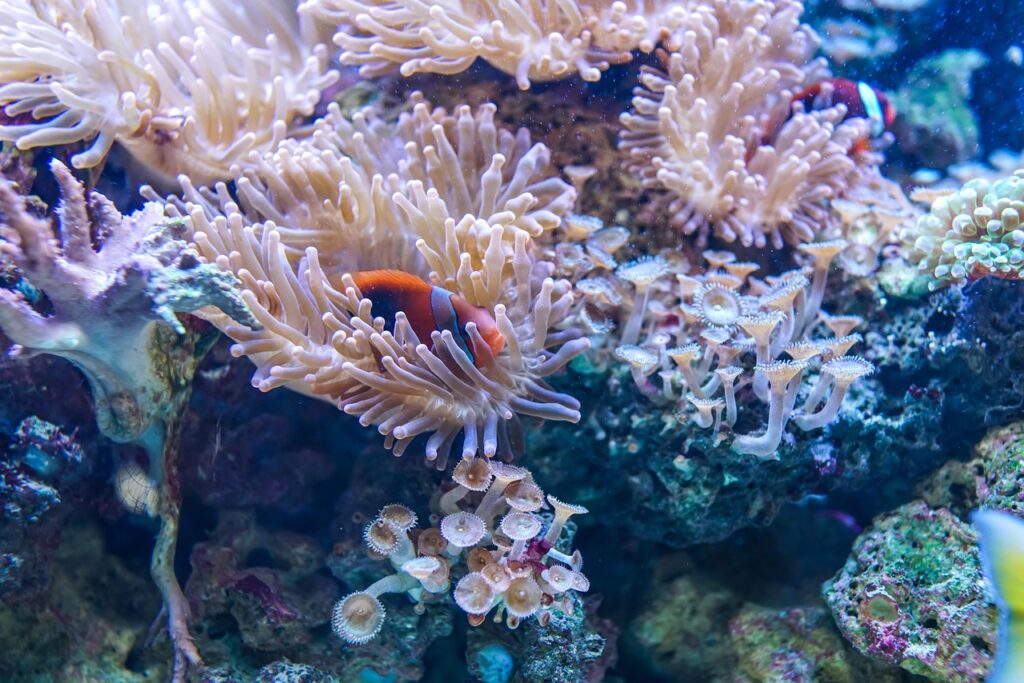 繰り返すニキビを防ぐための体内ケアに青魚が苦手な人の代替方法は？