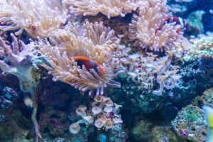 繰り返すニキビを防ぐための体内ケアに青魚が苦手な人の代替方法は？