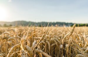 繰り返すニキビを体内ケアで小麦をすぐやめるべきか？
