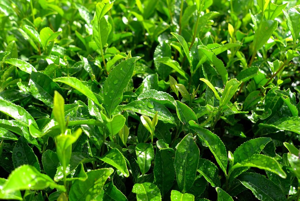 繰り返すニキビを防ぐための体内ケア、緑茶の飲みすぎに注意すべき理由は？